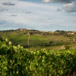 best vineyards in tuscany