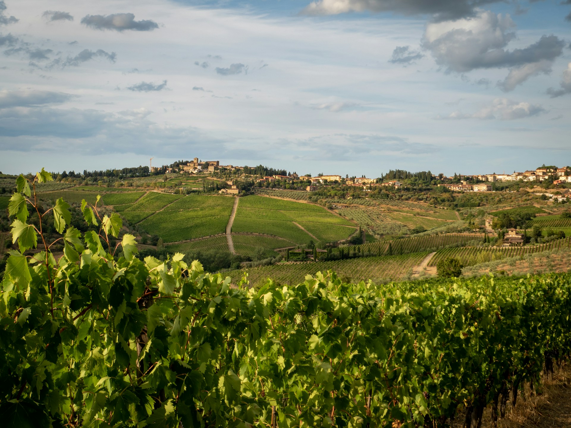 best vineyards in tuscany