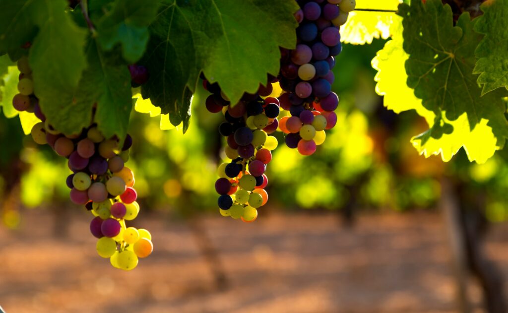 best vineyards in virginia