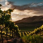 best vineyards in virginia